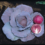 Red Jewel Cabbage - F1 Hybrid - Brassica oleracea - 20 Seeds