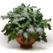 Kale Storm Salad Leaf Mix - Vegetable - 5 Seed Pellets - Simply Salad - Multi Seed Pellets - The Patio Vegetable Collection