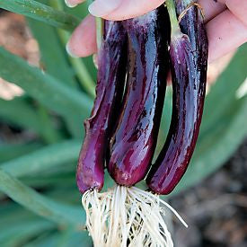 Red Rum Bunching Onion - Spring Onion - Allium fistulosum - 10 Seeds