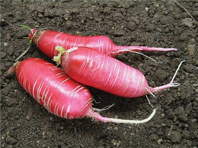 China Rose Radish - Raphanus sativus - 100 Seeds - ORGANIC