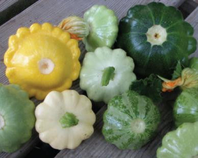 Mixed Patty Pan - Scalloped Squash - Cucurbita Pepo - Hybrid Vegetable - 10 Seeds