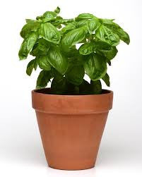 Dolce Fresca Italian Basil - Culinary Herb - 50 Seeds