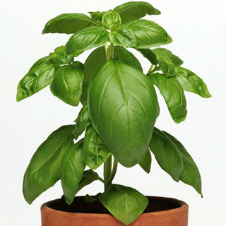 Dolce Fresca Italian Basil - Culinary Herb - 50 Seeds