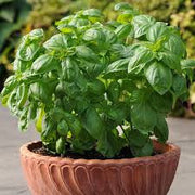 Dolce Fresca Italian Basil - Culinary Herb - 50 Seeds