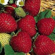 Fresca Strawberry - Fragaria X.Ananassa - Exotic Fruit Berry - 5 Seeds