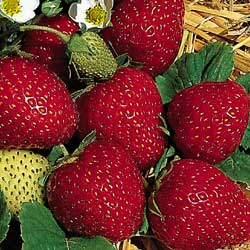 Fresca F1 Strawberry - Bulk Fruit / Berry Seeds - 100 Seeds