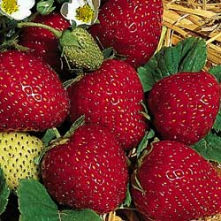 strawberry seeds south africa Fresca F1 Strawberry Seeds