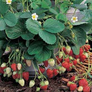 Fresca F1 Strawberry - Bulk Fruit / Berry Seeds - 100 Seeds