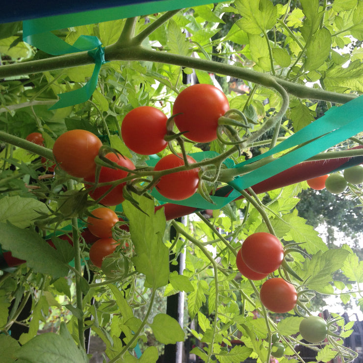 Orange Zinger Tomato - Container Cherry Tomatoes - Lycopersicon Esculentum - 5 Seeds