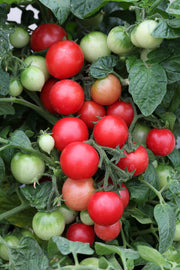 Sweet n Neat Scarlet Tomato - Container Cherry Tomatoes - Lycopersicon Esculentum - 5 Seeds