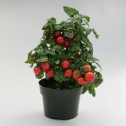 Sweet n Neat Scarlet Tomato - Container Cherry Tomatoes - Lycopersicon Esculentum - 5 Seeds