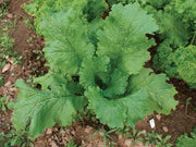 Greenwave Mustard Greens - ORGANIC - Heirloom Vegetable - 100 Seeds