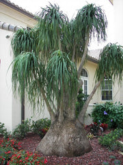 Ponytail Palm - Beaucarnea Recurvata - Seeds