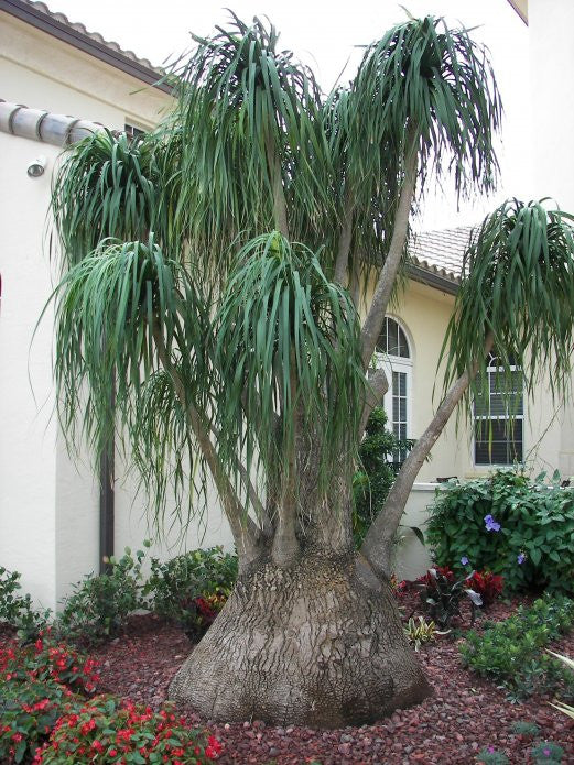 large ponytail palm price Ponytail Palm - Beaucarnea Recurvata