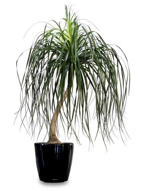 Ponytail Palm - Beaucarnea Recurvata - Seeds