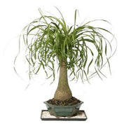 Ponytail Palm - Beaucarnea Recurvata - Seeds