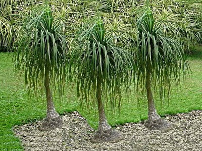 Ponytail Palm - Beaucarnea Recurvata - Seeds