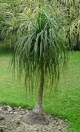 Ponytail Palm - Beaucarnea Recurvata - Seeds