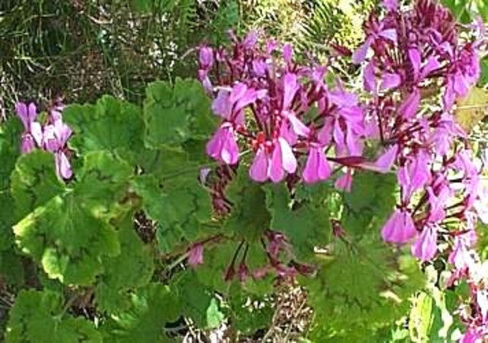 Pelargonium  Zonale - Geranium - Indigenous South African Shrub - 5 Seeds