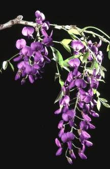 Bolusanthus Speciosus - Indigenous Tree - Tree Wisteria - 10 Seeds