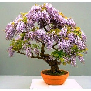 Bolusanthus Speciosus - Indigenous Tree - Tree Wisteria - 10 Seeds