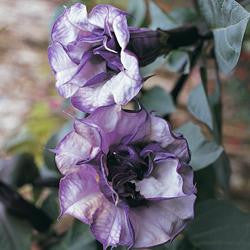 Black Angel Trumpet - Datura Metel Blackcurrant Swirl - 5 Seeds