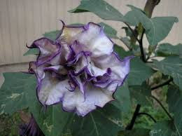 Black Angel Trumpet - Datura Metel Blackcurrant Swirl - 5 Seeds