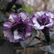 Black Angel Trumpet - Datura Metel Blackcurrant Swirl - 5 Seeds