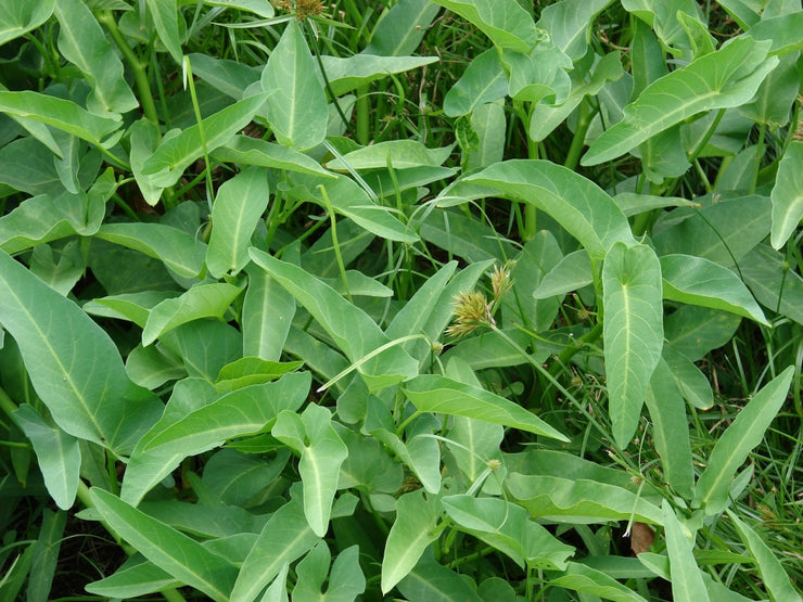 Green Water Spinach - Water convolvulus - Kangkong - Ipomoea Aquatica - Exotic Thai Vegetable - 25 Seeds