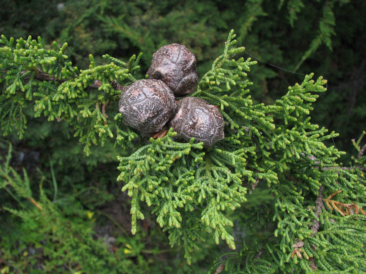 Cedar of Goa - Mexican White Cedar - Cupressus lusitanica - Exotic Tree / Bonsai - 5 Seeds