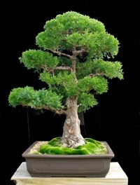 cryptomeria bonsai tree Japanese Red Cedar - Cryptomeria Japonica Seeds