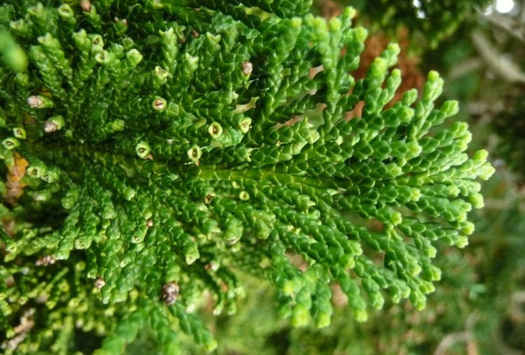 Hinoki Cypress - Chamaecyparis obtusa - Bonsai / Tree - 10 Seeds