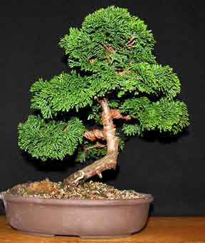 Hinoki Cypress - Chamaecyparis obtusa - Bonsai / Tree - 10 Seeds