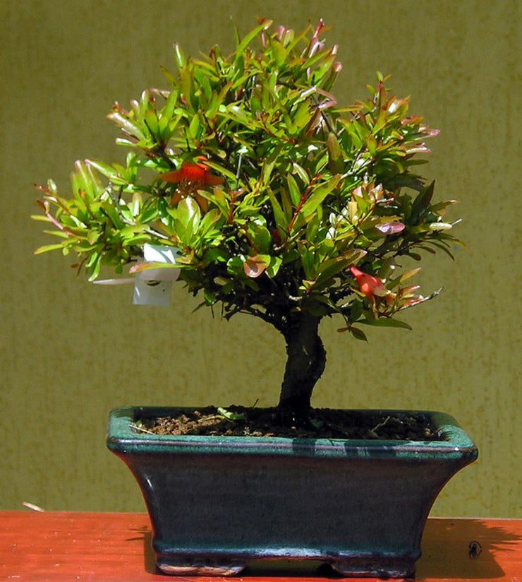 Dwarf Pomegranate - Punica granatum ssp. nana - Bonsai / Tree / Fruit - 5 Seeds