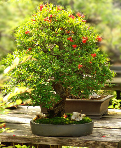 Dwarf Pomegranate - Punica granatum ssp. nana - Bonsai / Tree / Fruit - 5 Seeds