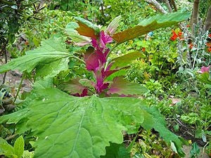 Tree Spinach - Chenopodium Giganteum - Vegetable - 20 Seeds