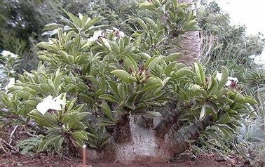 Pachypodium saundersii - Madagascan Palm - African Succulent - 5 Seeds