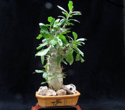 Pachypodium saundersii - Madagascan Palm - African Succulent - 5 Seeds