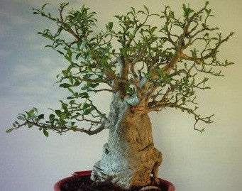 baobab bonsai tree for sale African Baobab - Adansonia Digitata Seeds