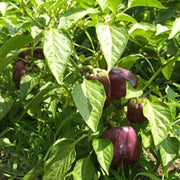 Chocolate Beauty Sweet Bell Pepper - Capsicum Annuum - Seeds