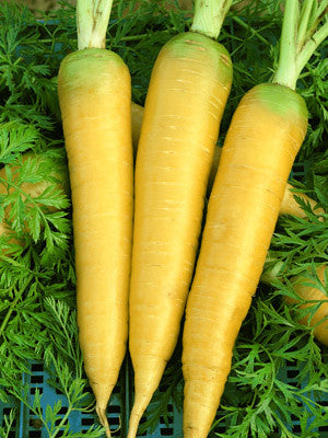 Solar Yellow Carrot - Daucus carrota - Heirloom Vegetable - 50 Seeds