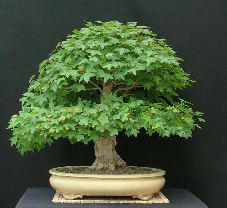 Trident Maple - Acer buergerianum - Bonsai / Tree - 5 Seeds