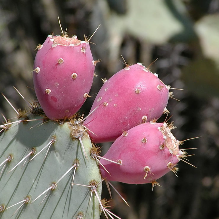 Prickly Pear - Opuntia ssp Mixed - Edible Fruit - Succulent Cactus Fruit - 5 Seeds