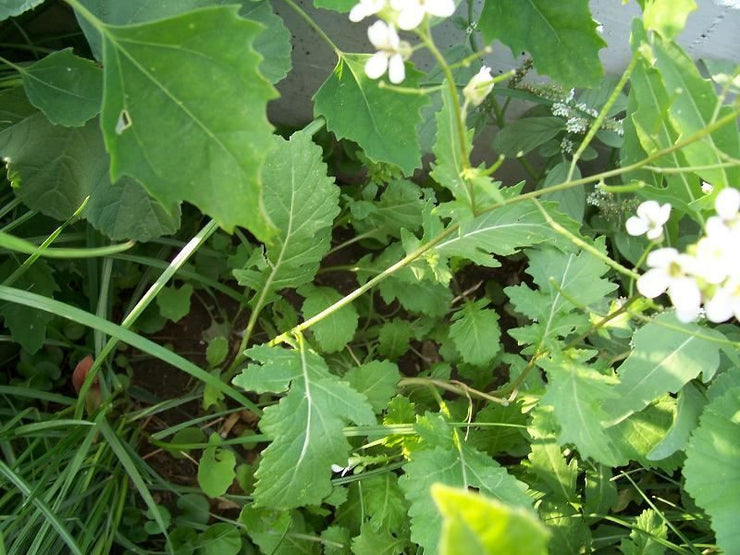 Wild Rocket - Culinary Herb - Diplotaxis Erucoides - 150 Seeds