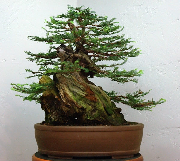 Coast Redwood - Bonsai Tree - Sequoia Sempervirens - 10 Seeds