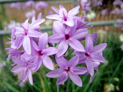 Tulbaghia violacea - Indigenous South African Bulb - 10 Seeds
