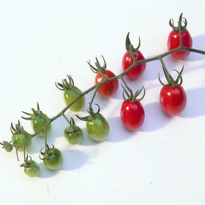 Roma Cherry Tomato - Lycopersicon Esculentum - 10 Seeds - ORGANIC