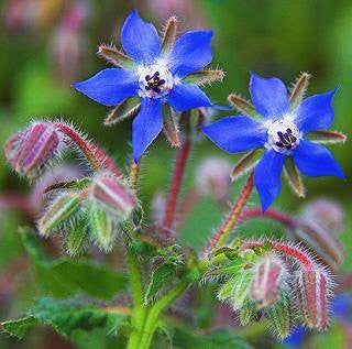 Borage - Bulk Herb Seeds - 20 grams