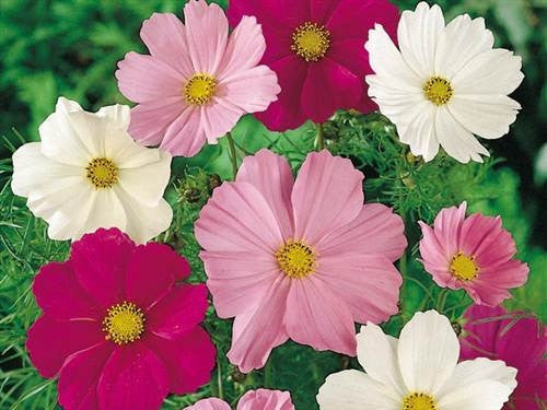 Comos Sensation - Cosmos Bippinatus - 200 Seeds - Annual Flower