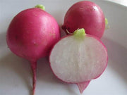 Pink Beauty Radish - Raphanus sativus - ORGANIC - Heirloom Vegetable - 50 Seeds
